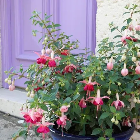 Rural La Maison Mauve * Ventouse