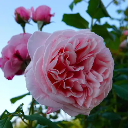 Rural La Maison Mauve 度假居